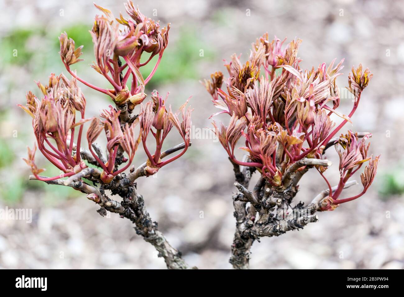 Paeonia x suffruticosa. tree peony branch, new fresh leaves on branches, peonies shrub in early spring March Stock Photo