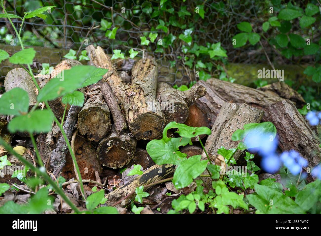 A pile of old logs in an overgrown area of a garden left there to provide habitat for insects and reptiles. Stock Photo