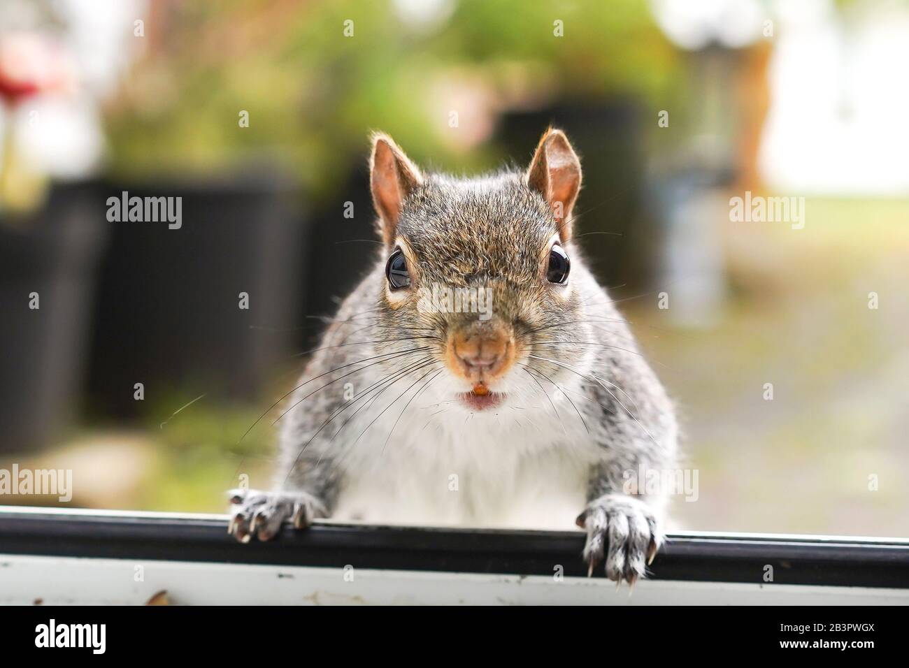 Close-up, amazing cheeky garden UK grey squirrel (Sciurus carolinensis) isolated by open back door sitting on step, paws on sill scrounging. Stock Photo