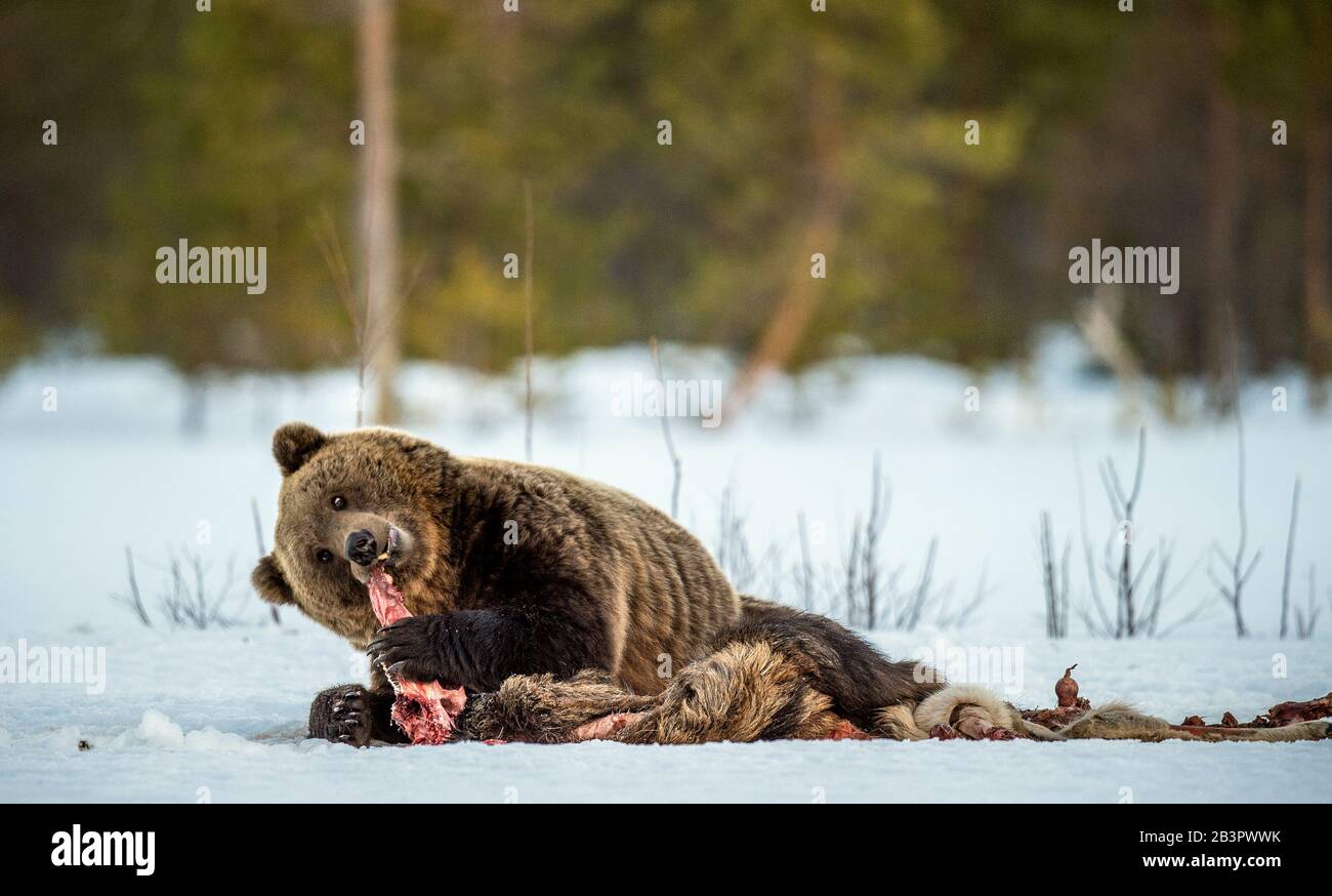 Brown bear awoke from hibernation, eats the moose's corpse. A brown bear in the forest. Adult Big Brown Bear Male. Scientific name: Ursus arctos. Stock Photo