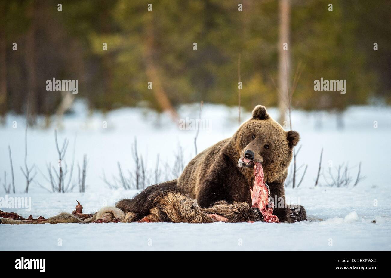 Brown bear awoke from hibernation, eats the moose's corpse. A brown bear in the forest. Adult Big Brown Bear Male. Scientific name: Ursus arctos. Stock Photo