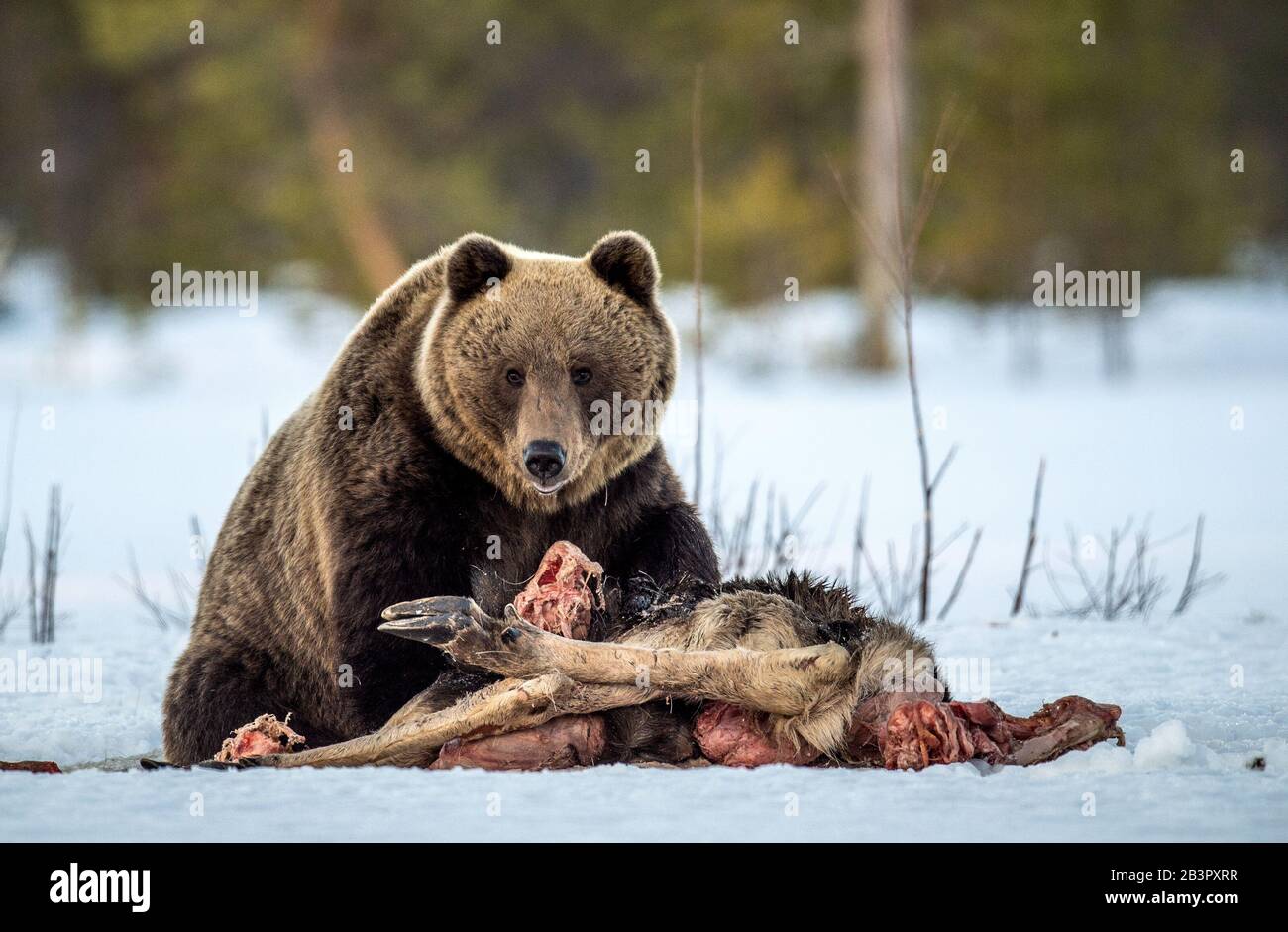 Brown bear awoke from hibernation, eats the moose's corpse. A brown bear in the forest. Adult Big Brown Bear Male. Scientific name: Ursus arctos. Stock Photo