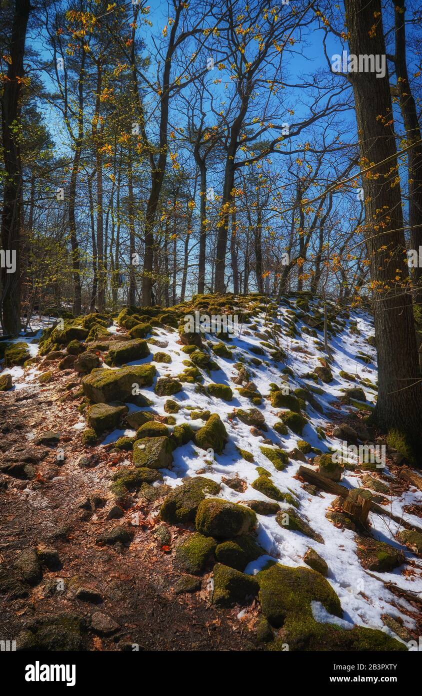 Background blooming forest moss hi-res stock photography and images - Alamy