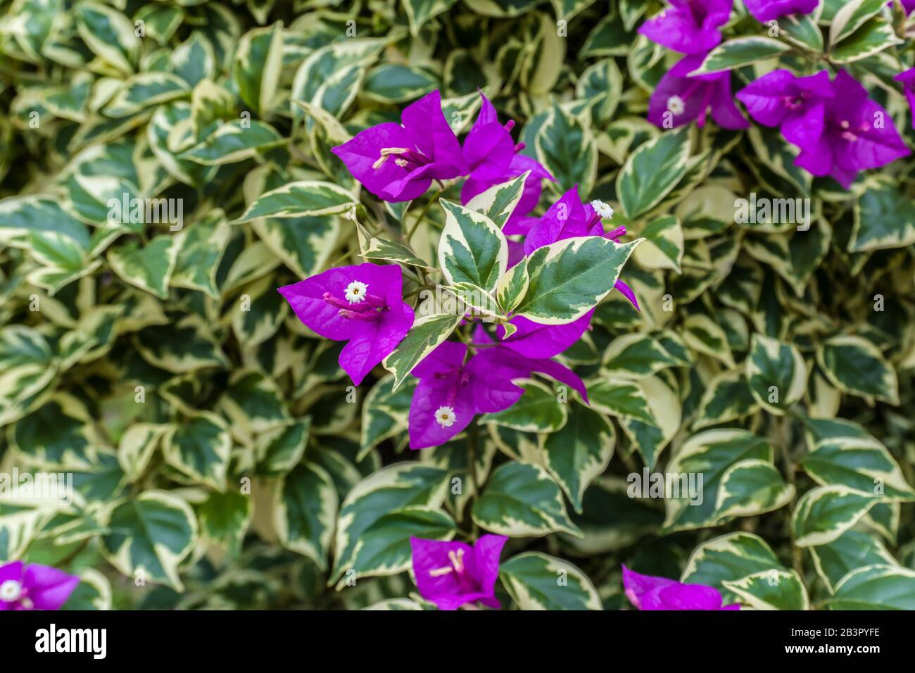 Purple bougainvillea closeup hi-res stock photography and images - Alamy