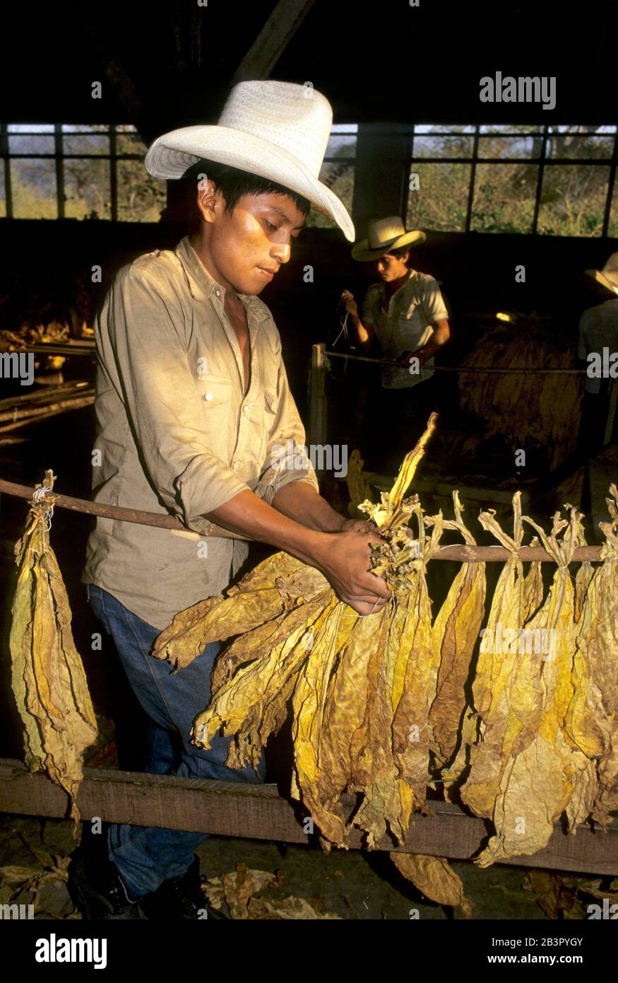 Copan, Honduras, circa 1990: Agricultural worker handles dried tobacco leaves at a tobacco farm. ©Bob Daemmrich Stock Photo