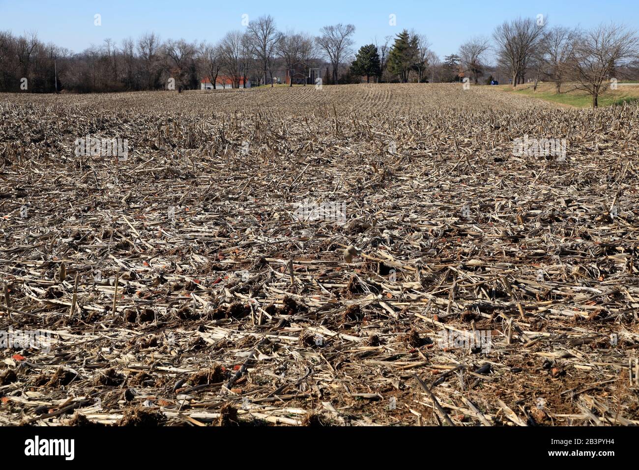 Harvested corn field for supply the raw material to make Bourbon Whiskey near Bardstown.Kentucky.USA Stock Photo