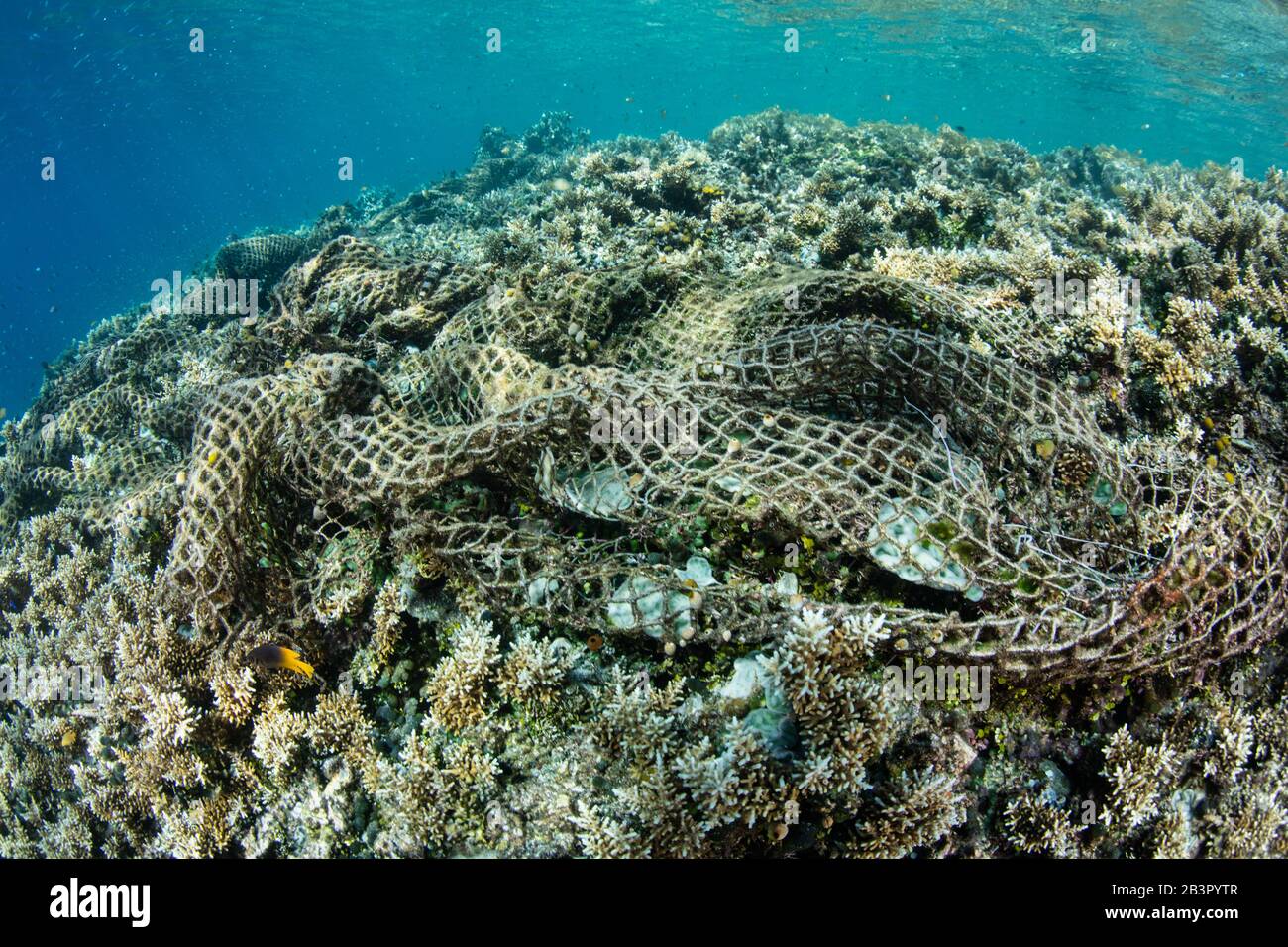 A huge discarded fishing net has become entangled in a shallow