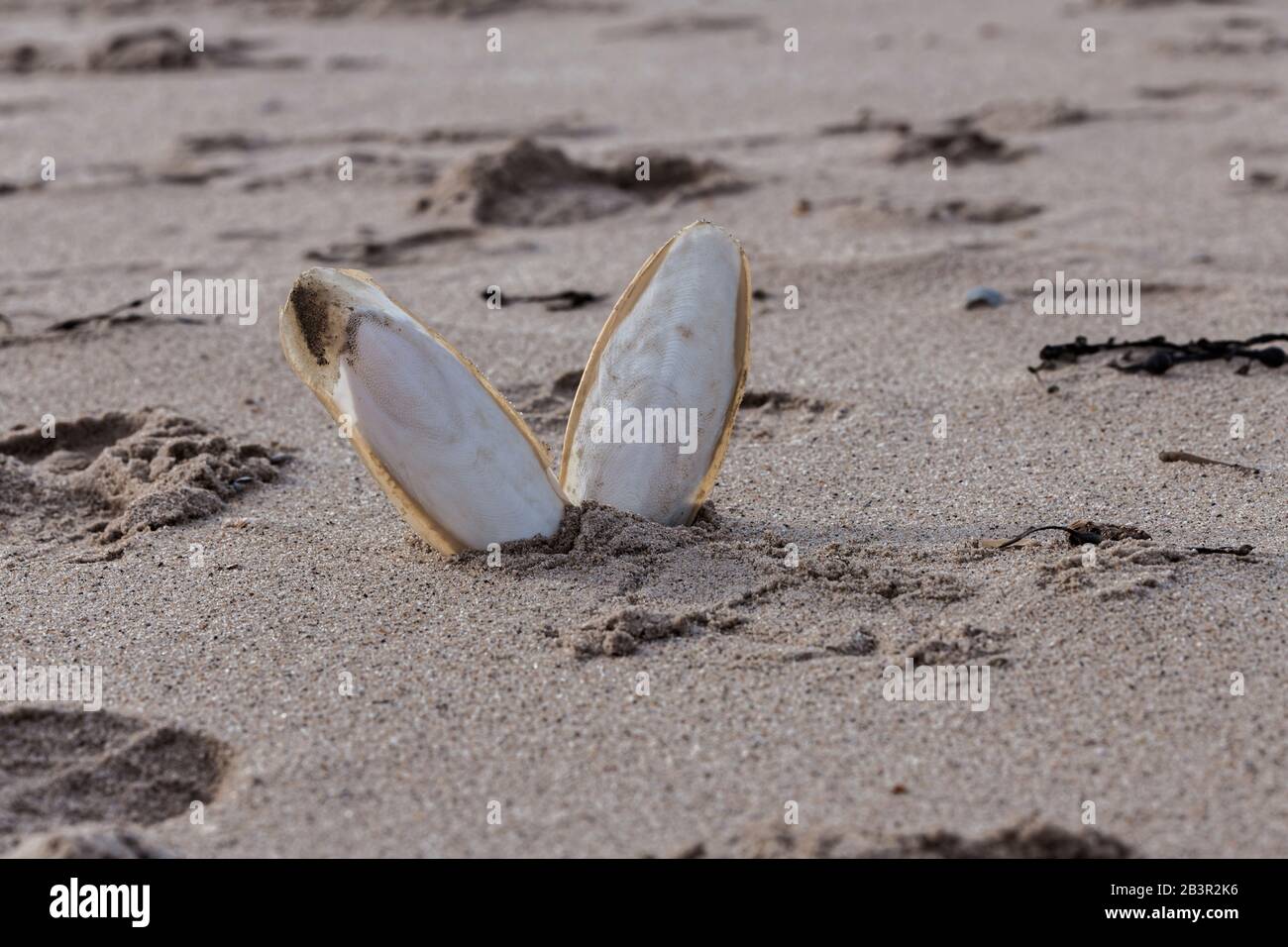 Found, natural Cuttlefish bone aka cuttlebone, the internal shell of cephalopod. On sand. Fed to pet birds. Stock Photo