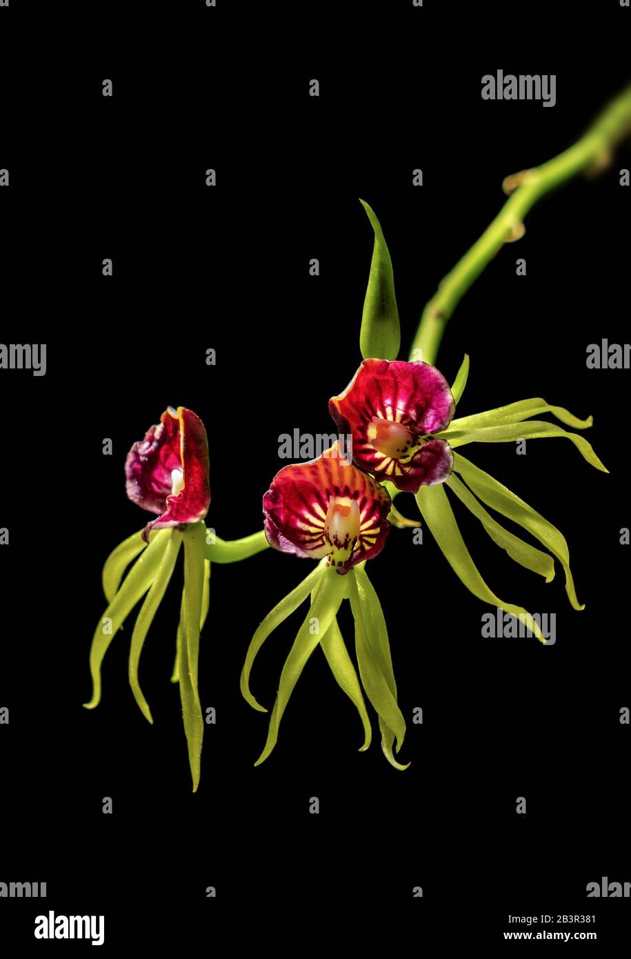Red and yellow orchid flowers on black background Stock Photo