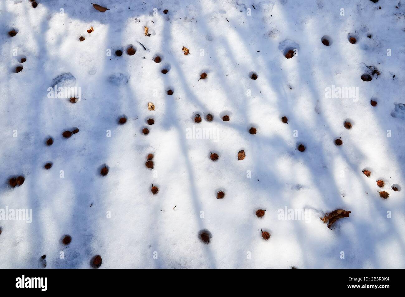 Fallen leaves and beechnuts of beech tree (Fagus sylvatica) on freshly fallen pristine snow with branches shadows. Background. Winter. Stock Photo