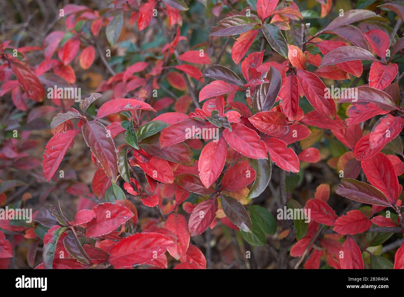Viburnum odoratissimum hires stock photography and images Alamy