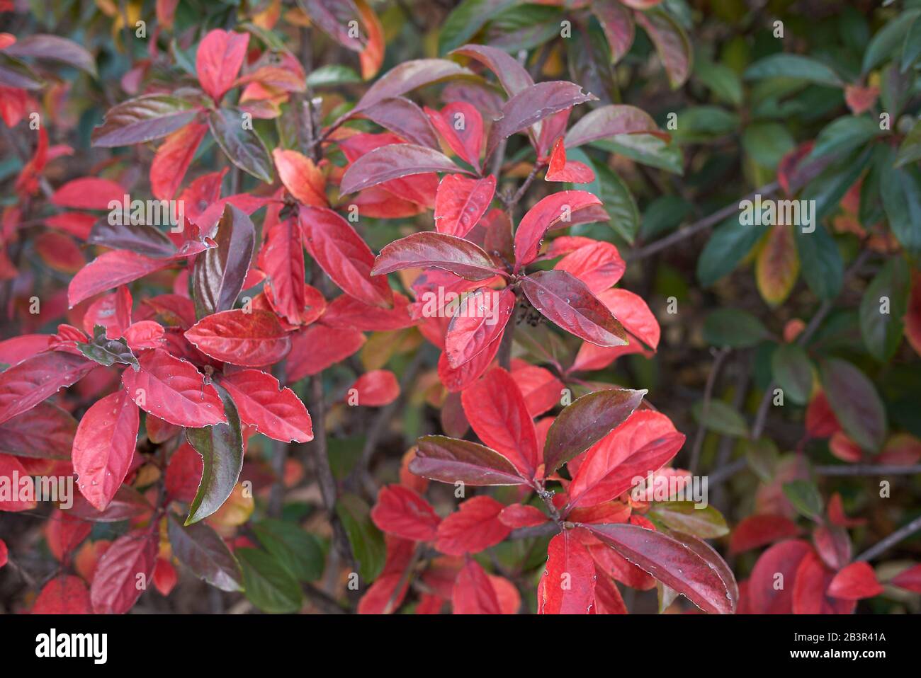 Red Foliage Of Viburnum Odoratissimum Shrub Stock Photo - Alamy