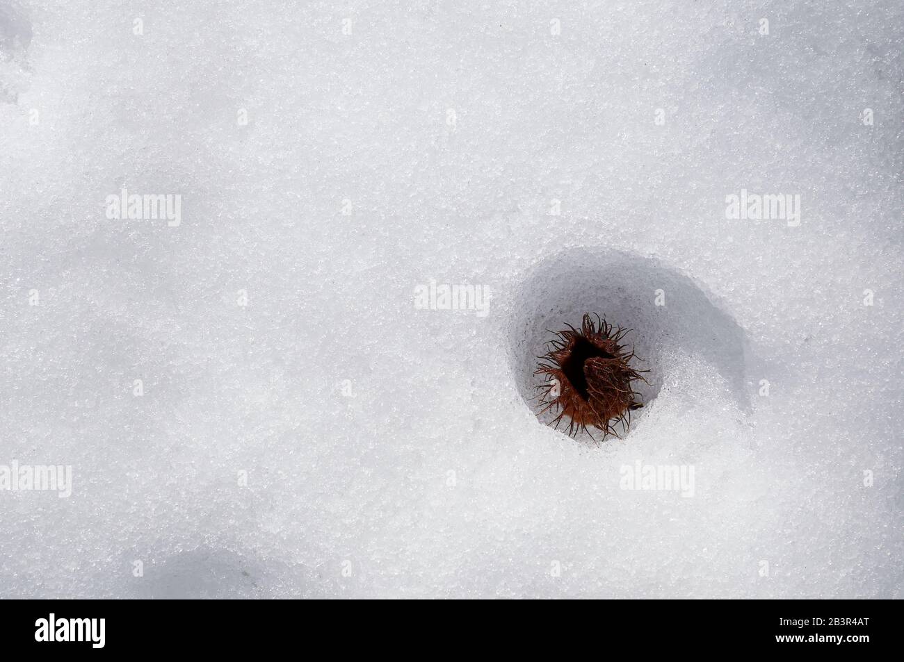 Close-up view of a fallen beechnut of beech tree (Fagus sylvatica) on freshly fallen pristine snow. Artistic, Concept. Background. Winter. Stock Photo