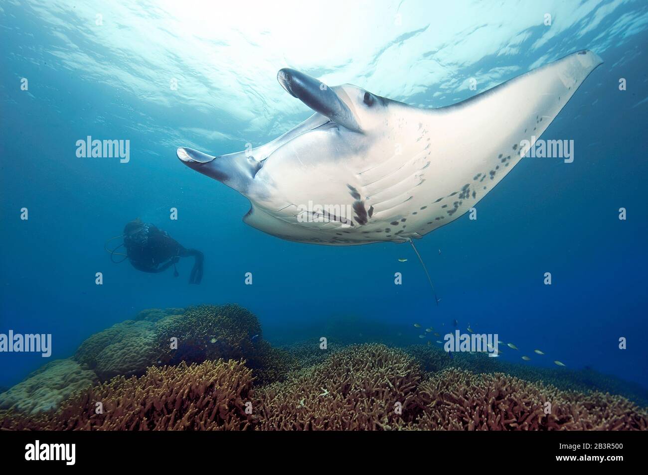 Taucherin betrachtet Riffmanta (Manta alfredi) über intaktes Korallenriff, Mantarochen, Indischer Ozean, Pazifik Stock Photo