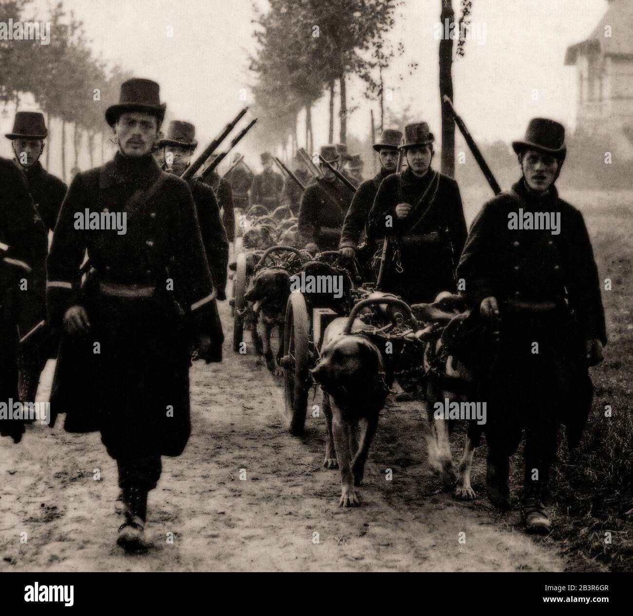 Belgian carabiniers, with dogs trained to draw machine guns, during their retreat to Antwerp in August, 1914. A carabiniere was a soldier armed with a carbine, a shorter version of a musket or rifle, lighter and easier to handle when moving rapidly.  The withdrawal to Antwerp was ordered by King Albert I following the fall of the Liege forts. The Belgian Army re-grouped at the 'National Redoubt' at Antwerp, which consisted of over 40 forts and several lines of defences. The Germans finally launched an all-out attack on Antwerp in September and a siege the city fell on 9 October. Stock Photo