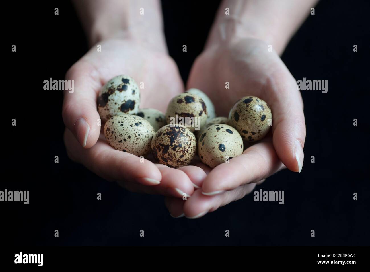 Quail's eggs in a woman's hands Stock Photo