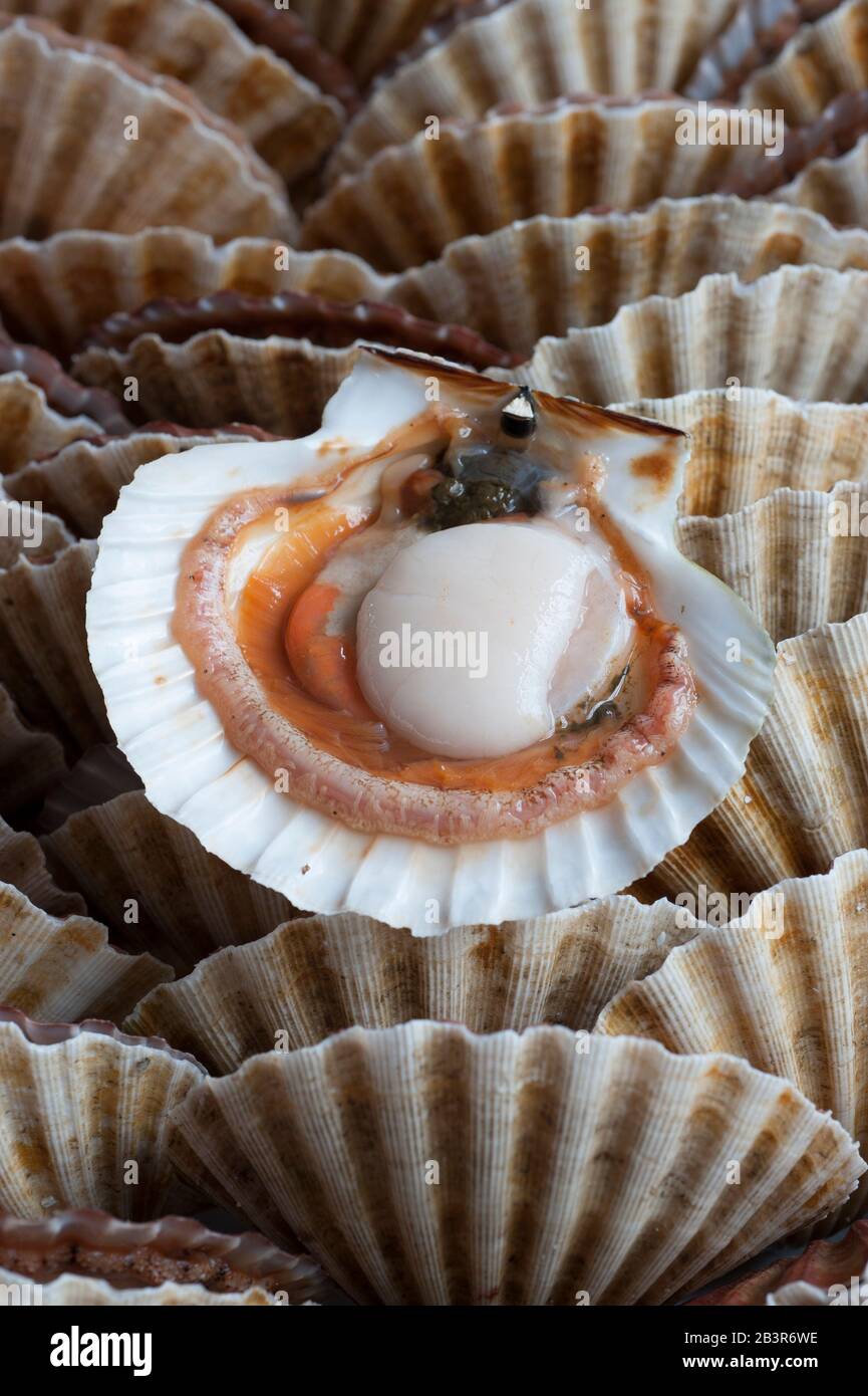 Raw scallop in open shell Stock Photo