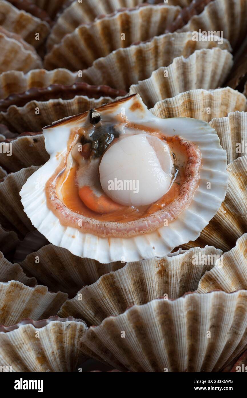 Raw scallop in open shell Stock Photo