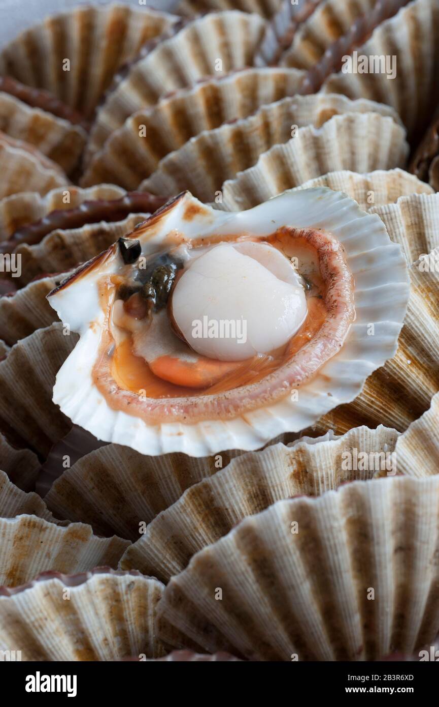 Raw scallop in open shell Stock Photo