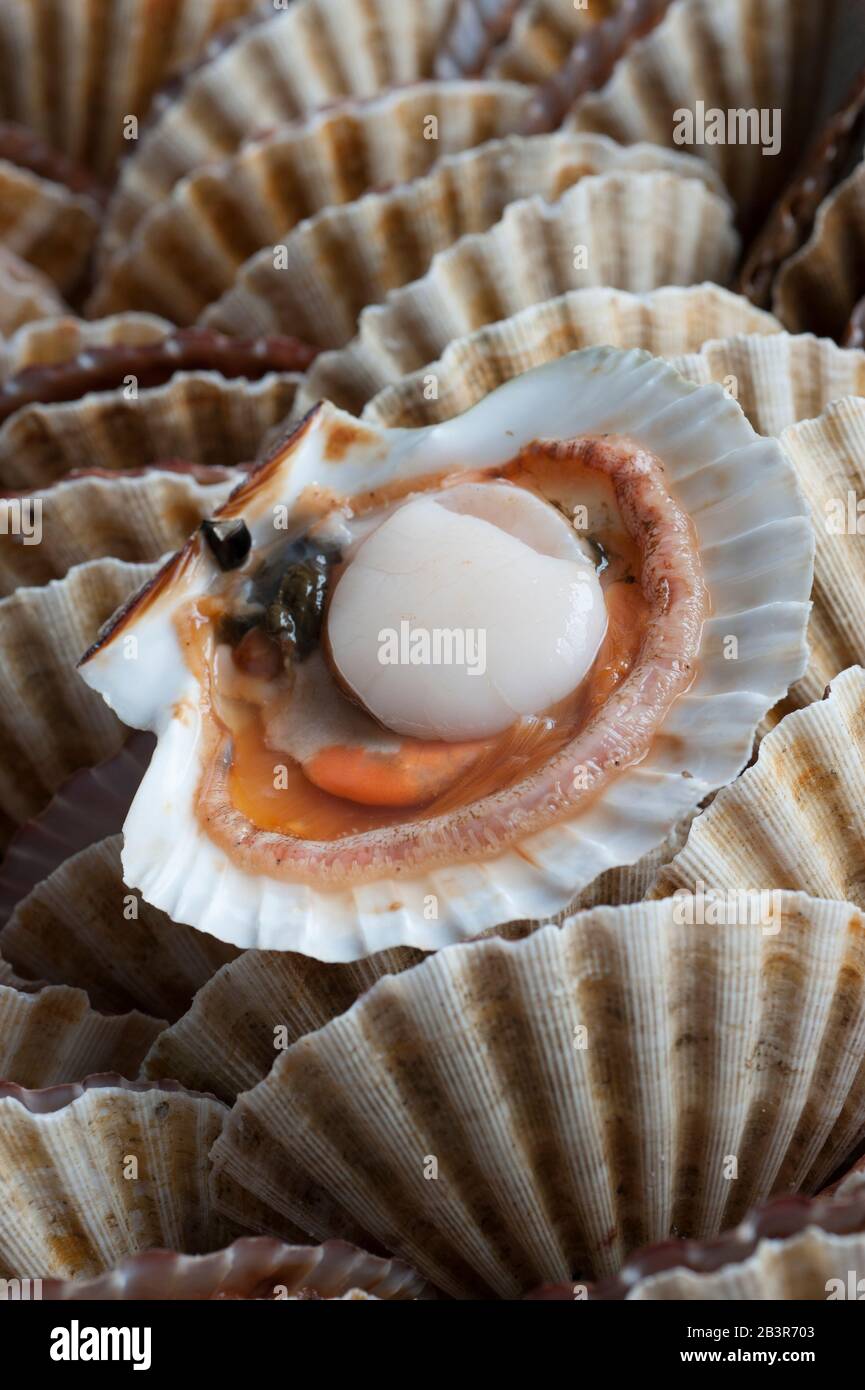 Raw scallop in open shell Stock Photo