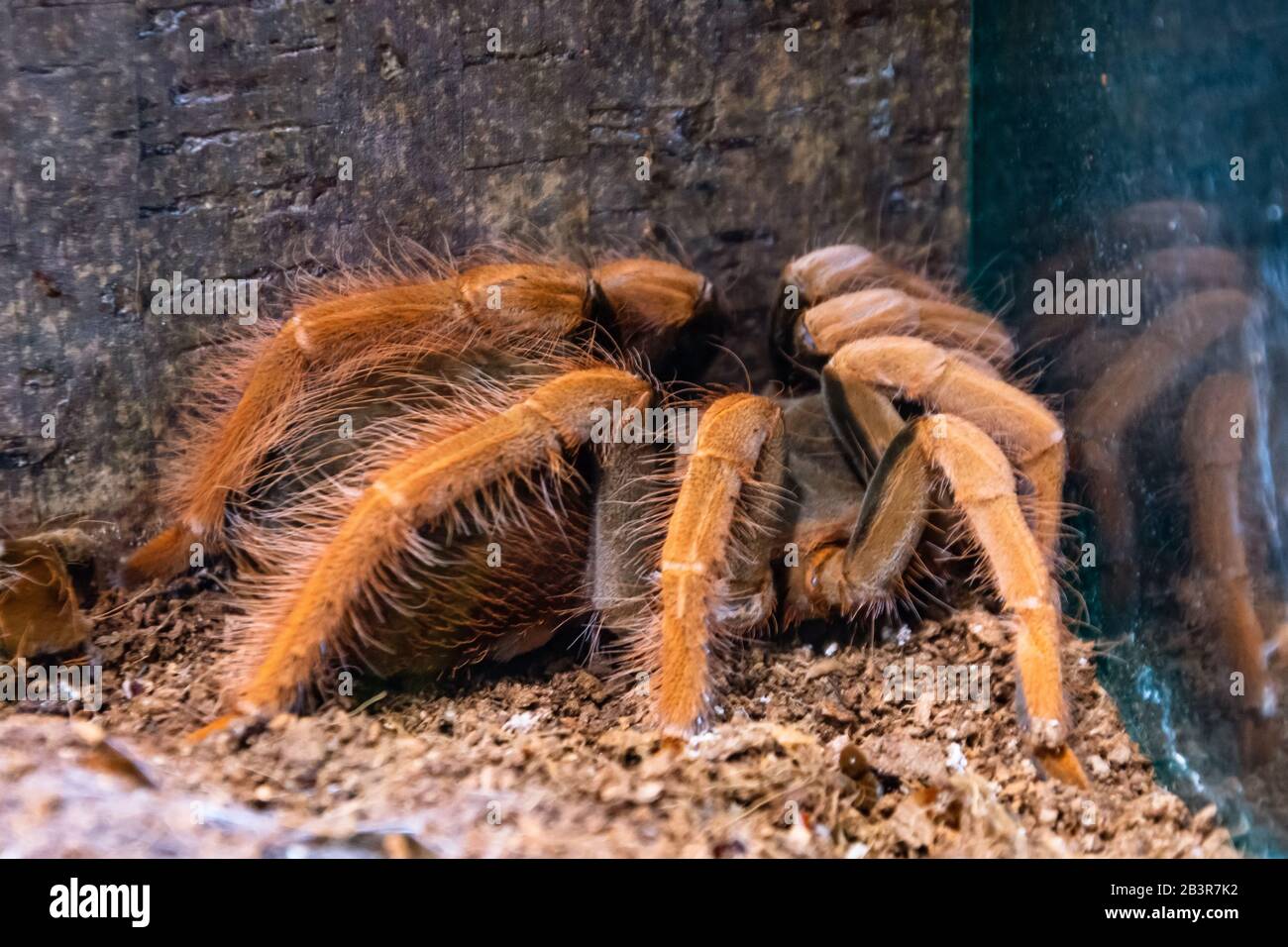 Pterinochilus red murinus tarantula spider sits on the ground Stock Photo