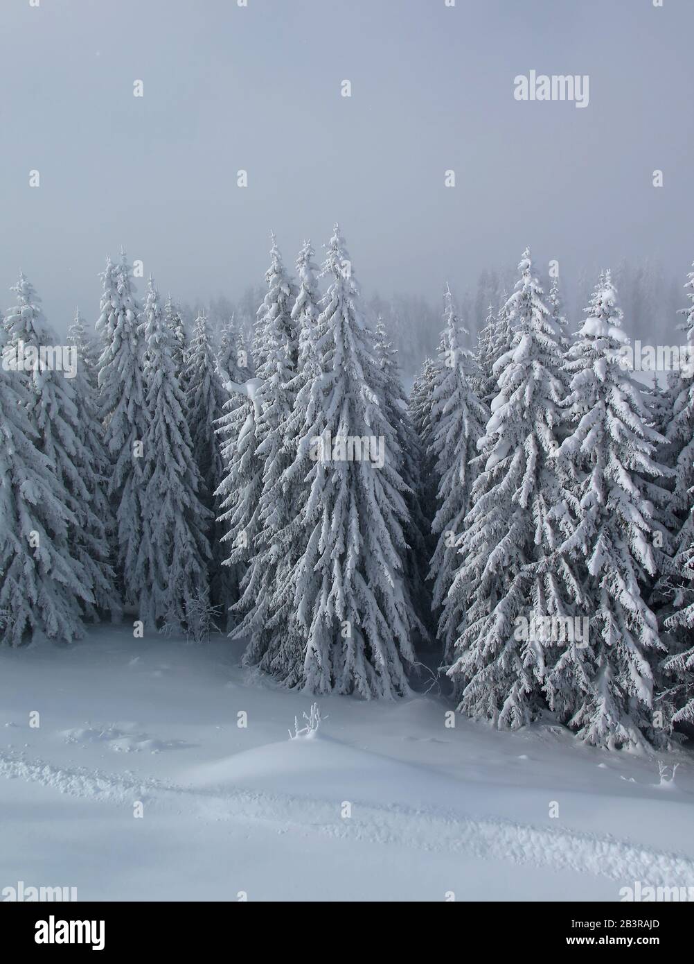 Verschneite Baeume, Skipiste, Morzine, Haute-Savoie, Frankreich Stock Photo