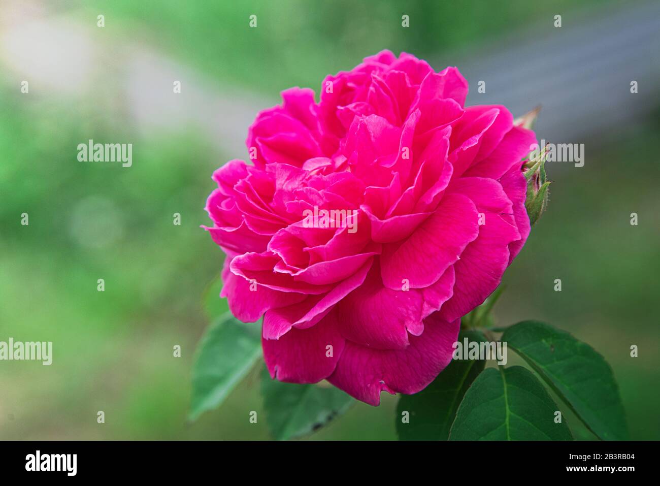 Pink Rose flower on nature background Stock Photo - Alamy