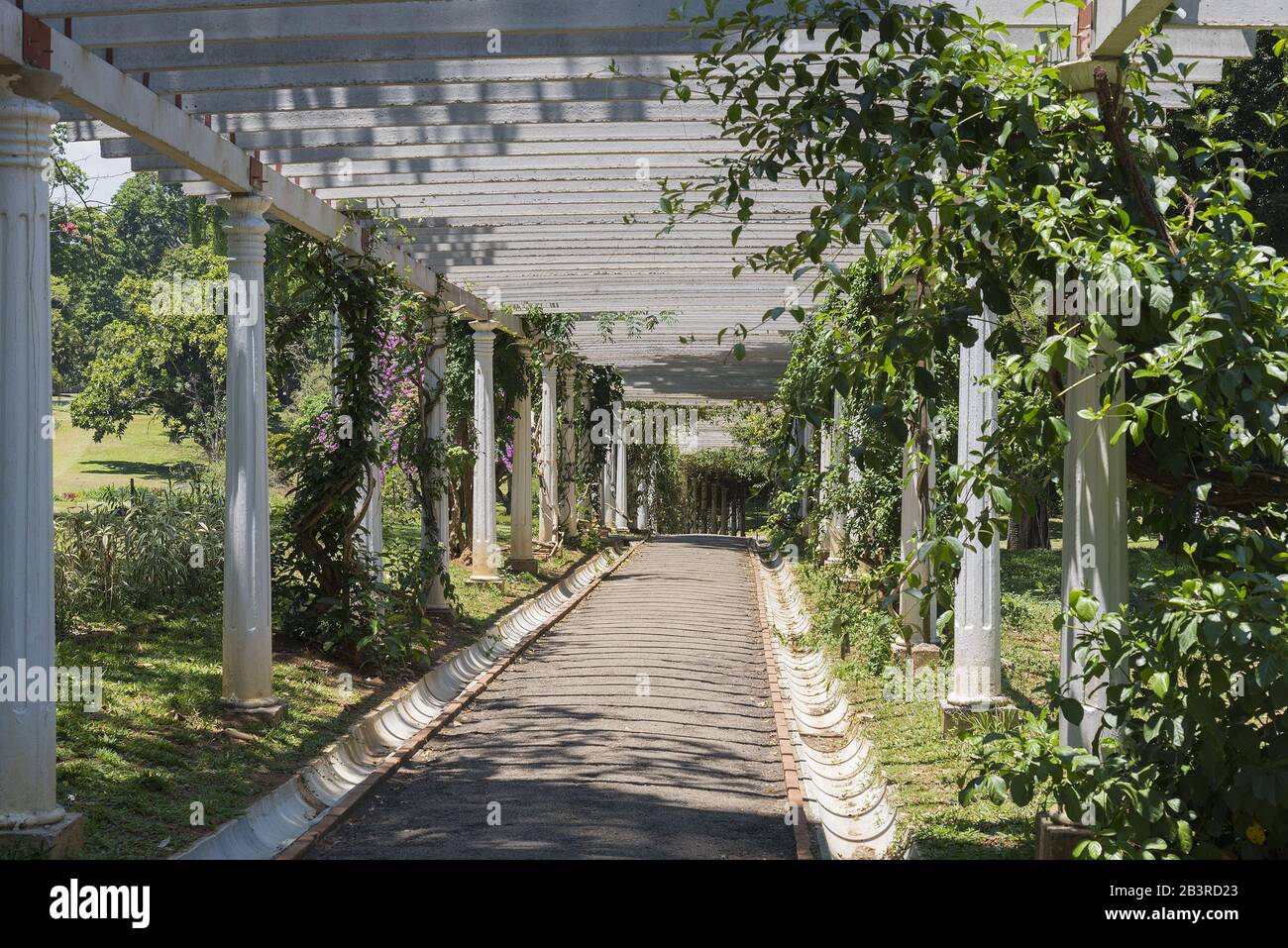 Kandy Peradeniya Botanical Gardens pergola wooden walkway with view into the distance. Stock Photo
