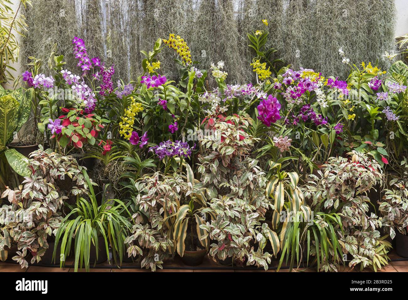 Peradeniya Botanical Gardens Kandy Sri Lanka: display of orchids and other tropical plants. Stock Photo