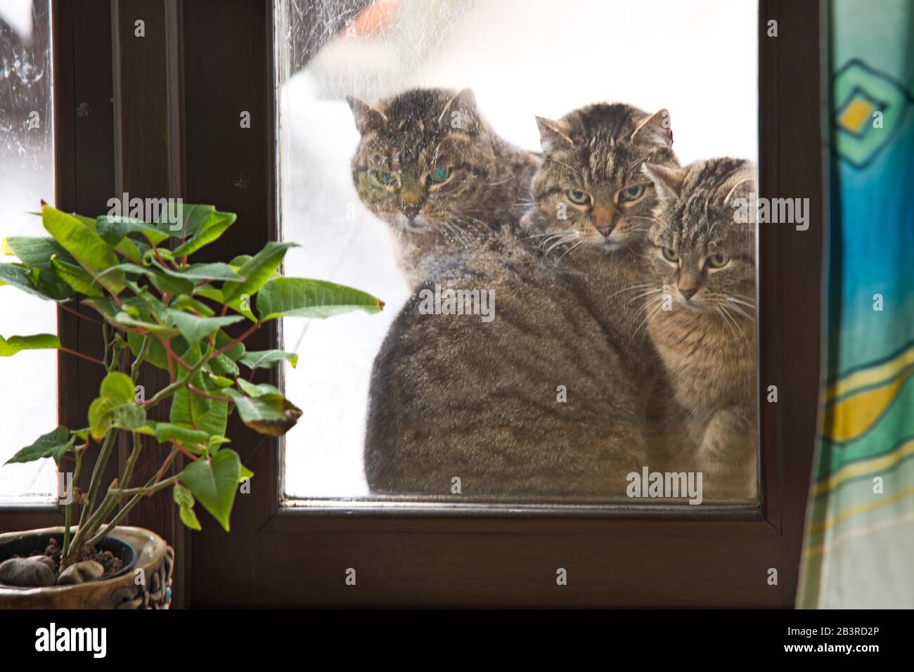 Three cats looking through the window Stock Photo - Alamy