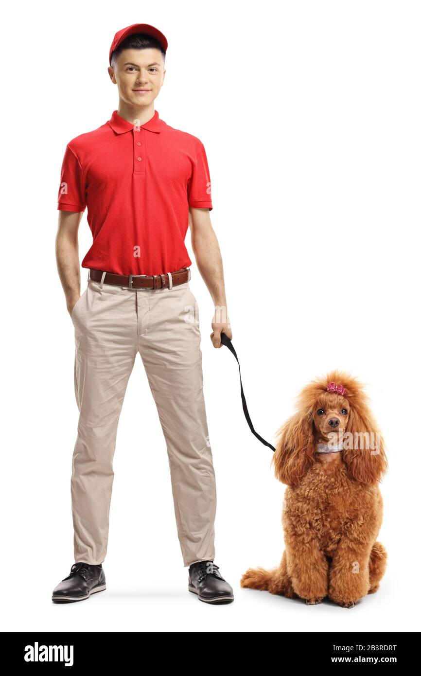 Full length portrait of a male pet sitter with a red poodle isolated on white background Stock Photo