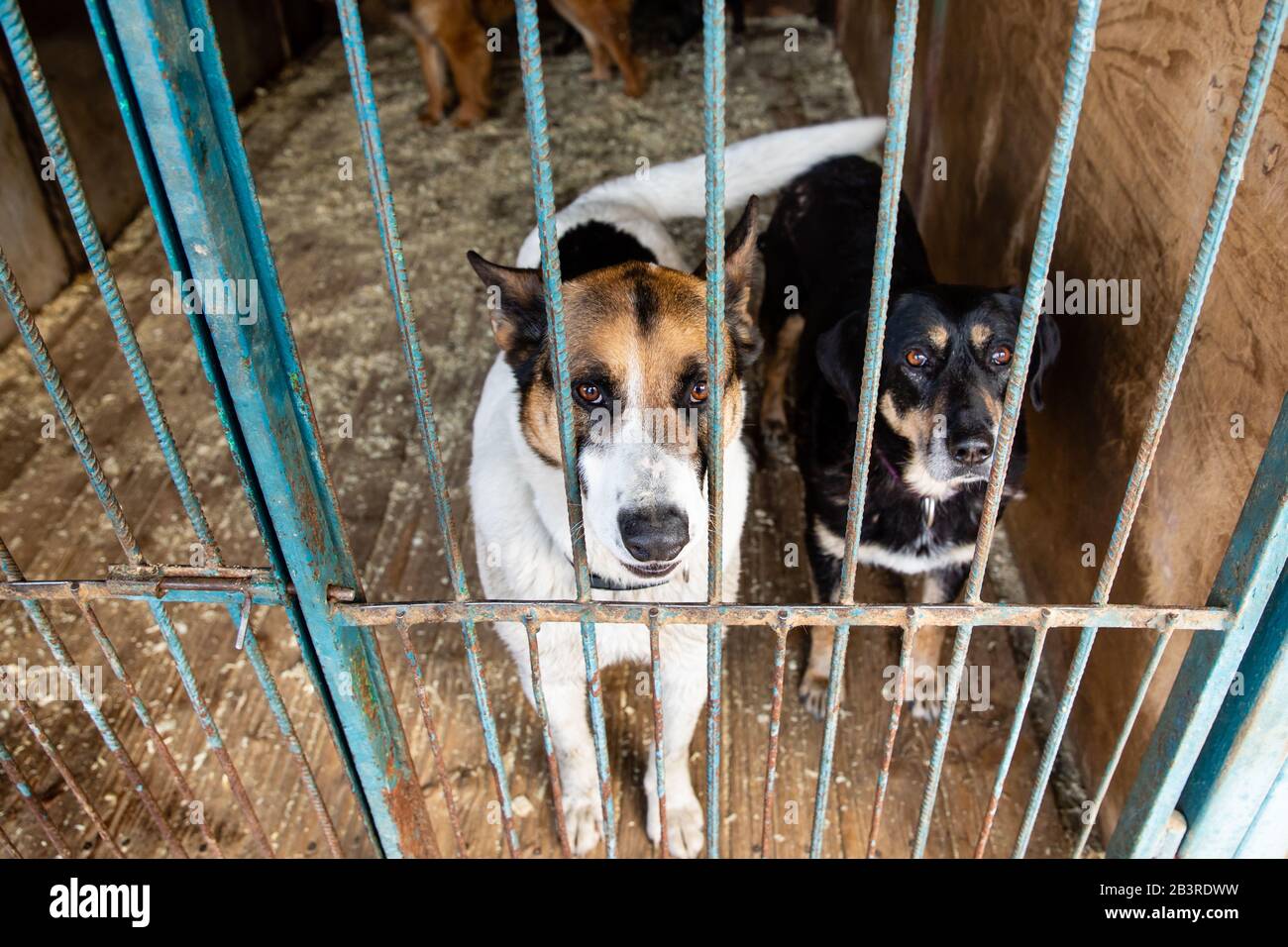 Cage with dogs in animal shelter Stock Photo - Alamy