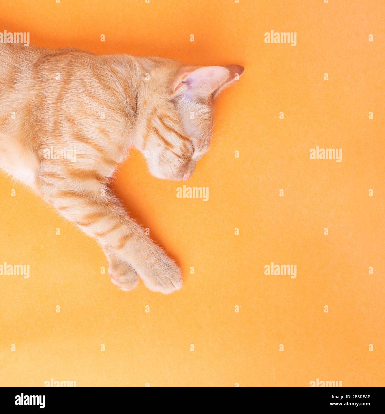 Peaceful Orange Red Cat Male Sleeping On Orange Paper Copy Space Kitten Stock Photo Alamy