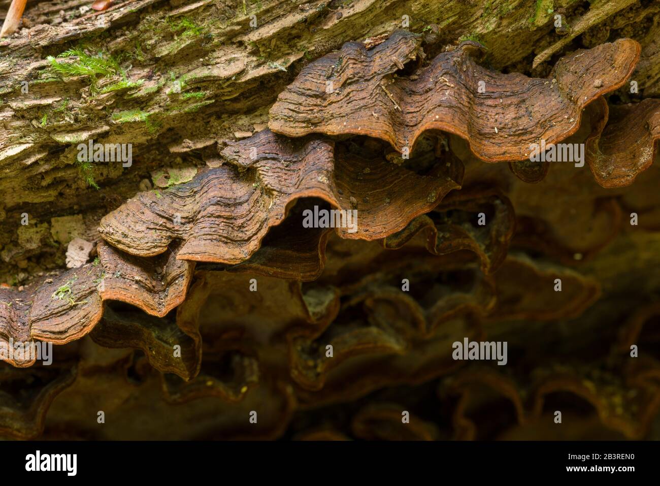 Oak Curtain Crust (Hymenochaete rubiginosa) fungus growing on dead wood. Stock Photo
