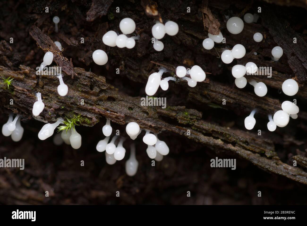 Carnival Candy slime mould (Arcyria denudata) fruiting bodies in their early stage of development on rotting wood. Stock Photo