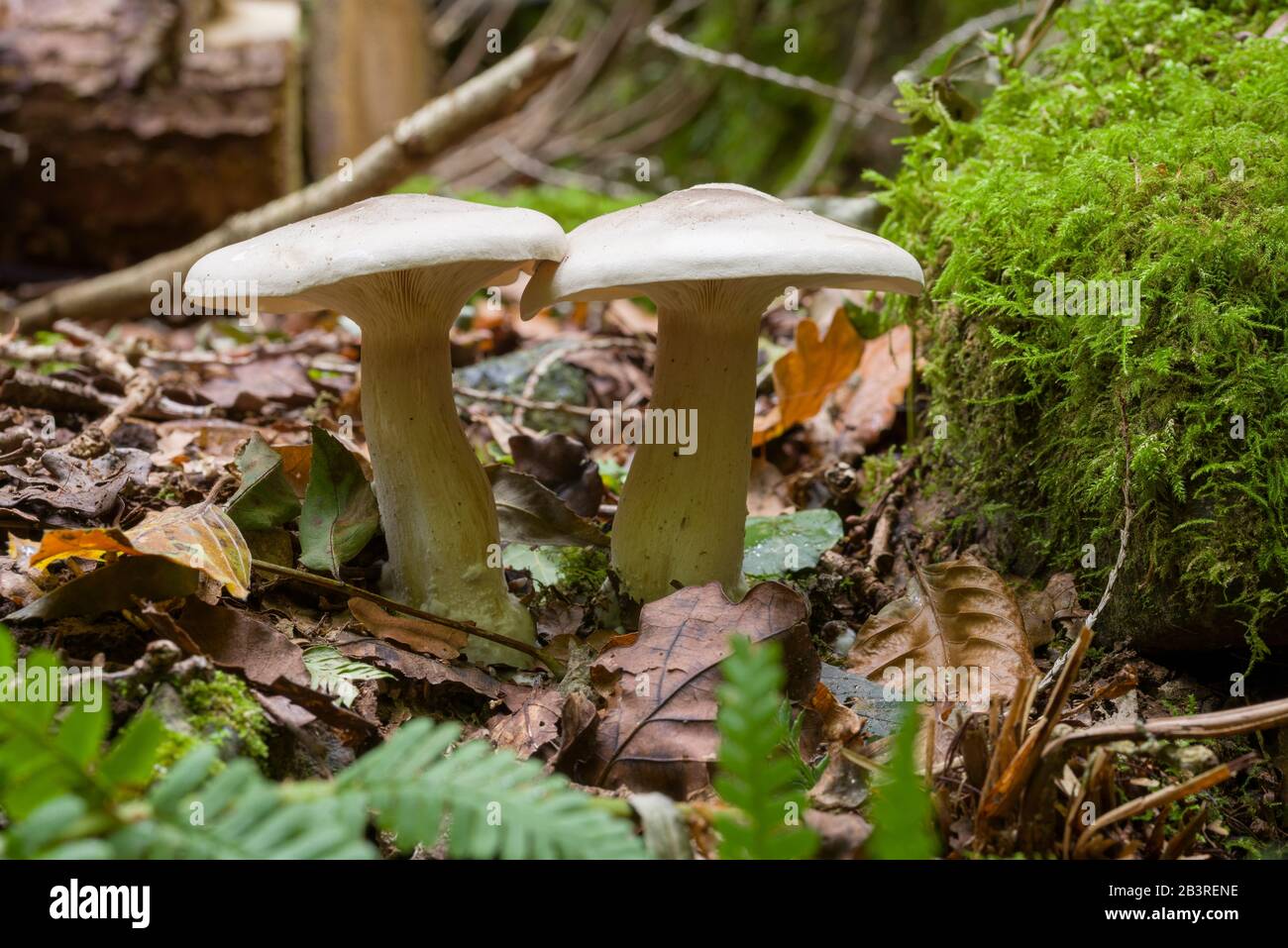 Clouded Funnel (Clitocybe nebularis) mushrooms growing in the leaf litter on a woodland floor. Stock Photo