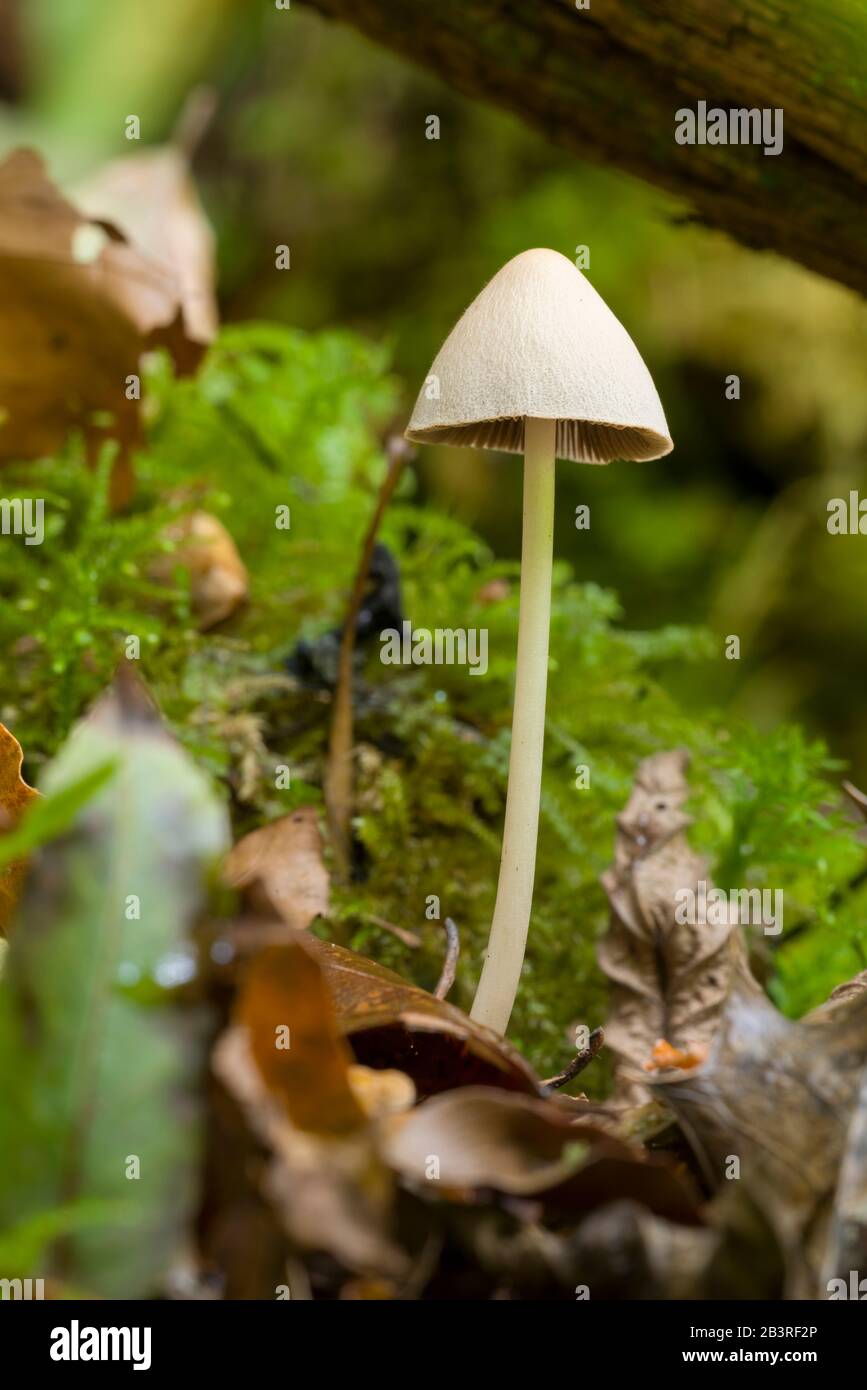 A single Conical Brittlestem (Parasola conopilus) mushroom formerly Psathyrella conopilus. Stock Photo