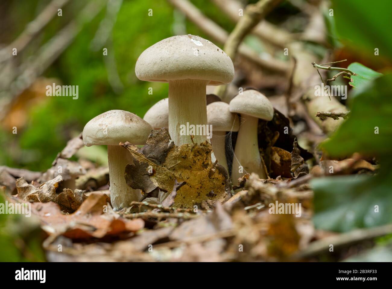 Clouded Funnel (Clitocybe nebularis) mushrooms growing in the leaf litter on a woodland floor. Stock Photo