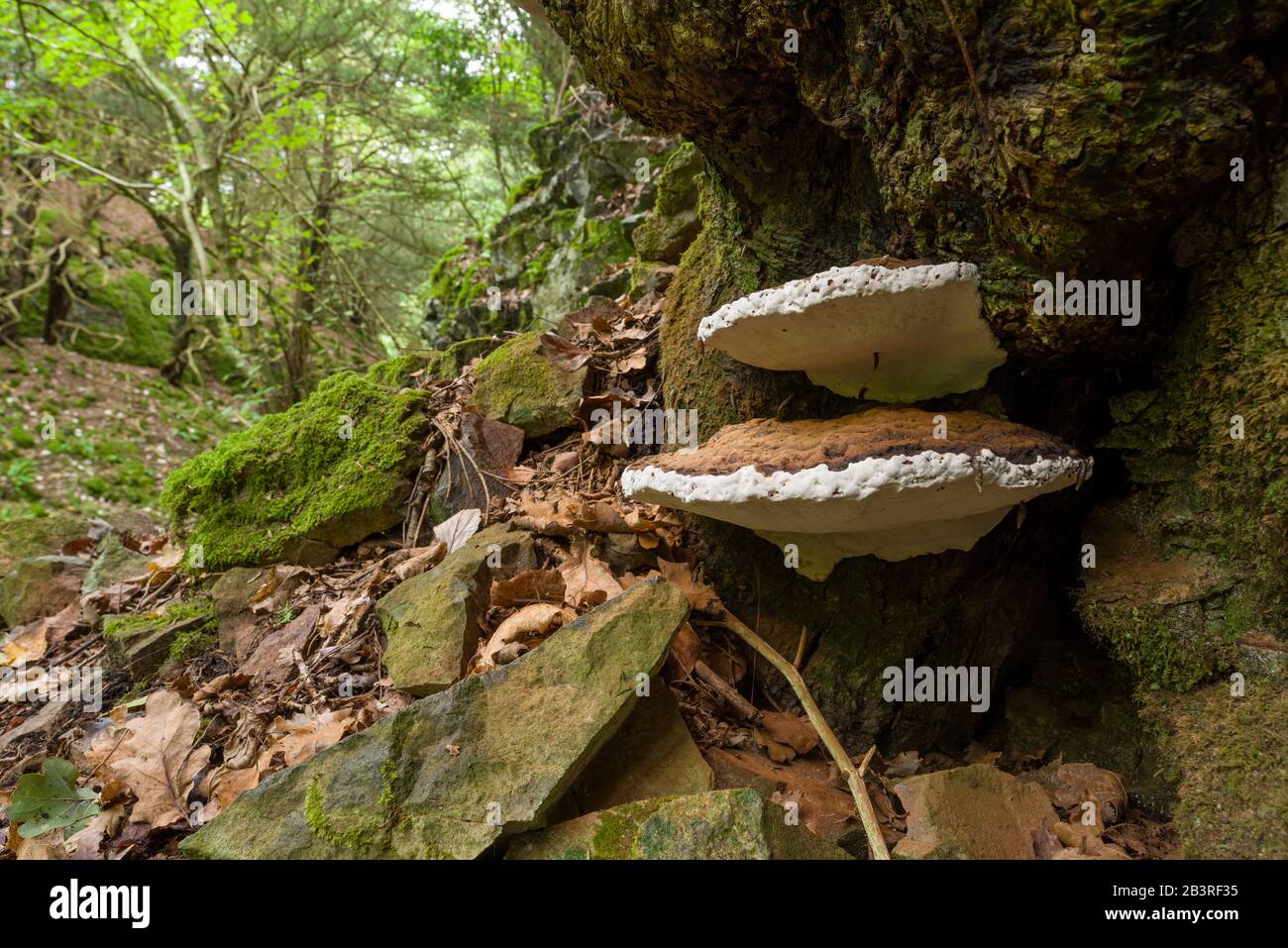 Artist's Bracket (Ganoderma applanatum) fungs growing on a tree. Also ...