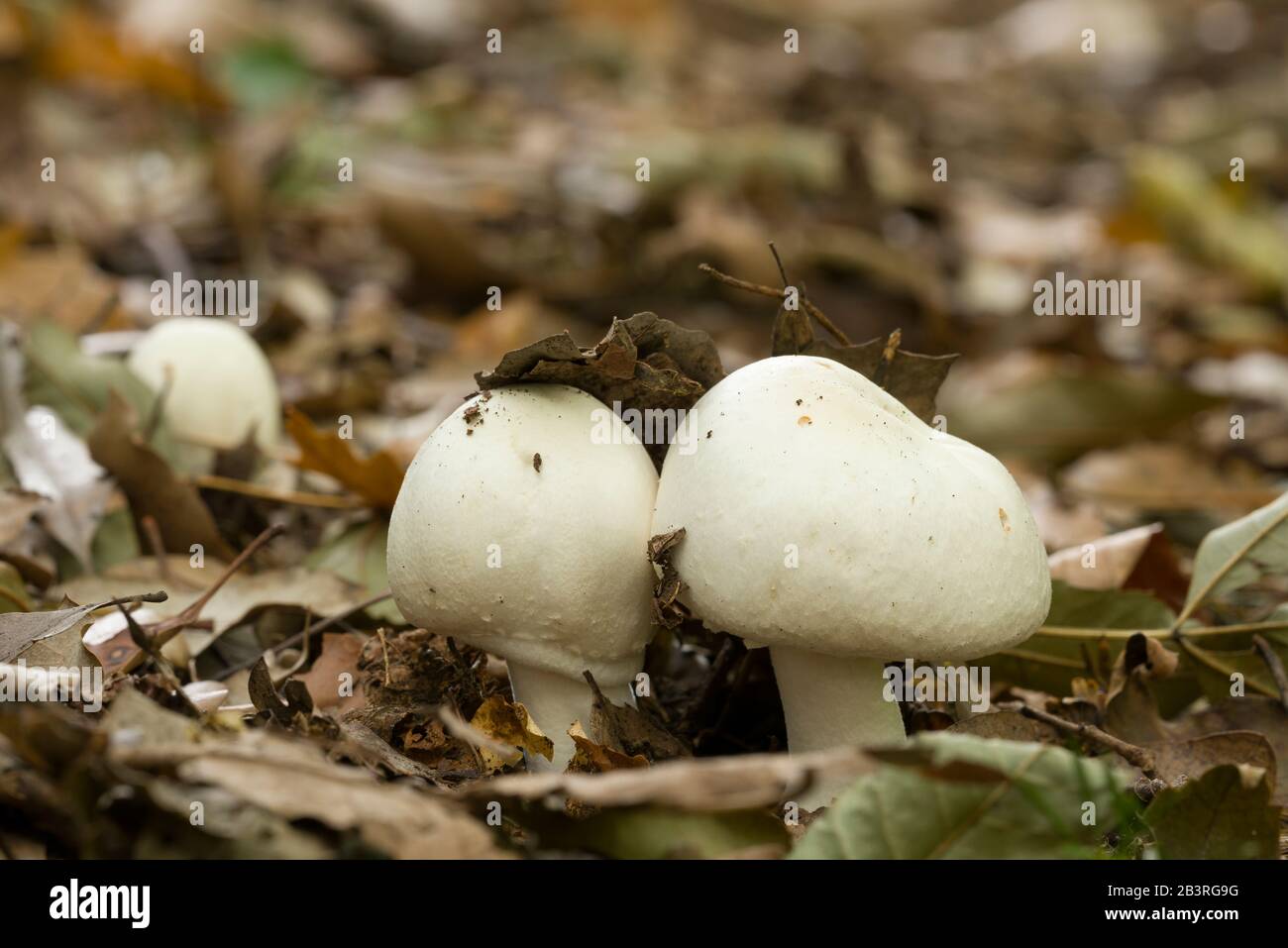 Immature Wood Mushrooms (Agaricus silvicola) growing in leaf litter on a woodland floor. Stock Photo