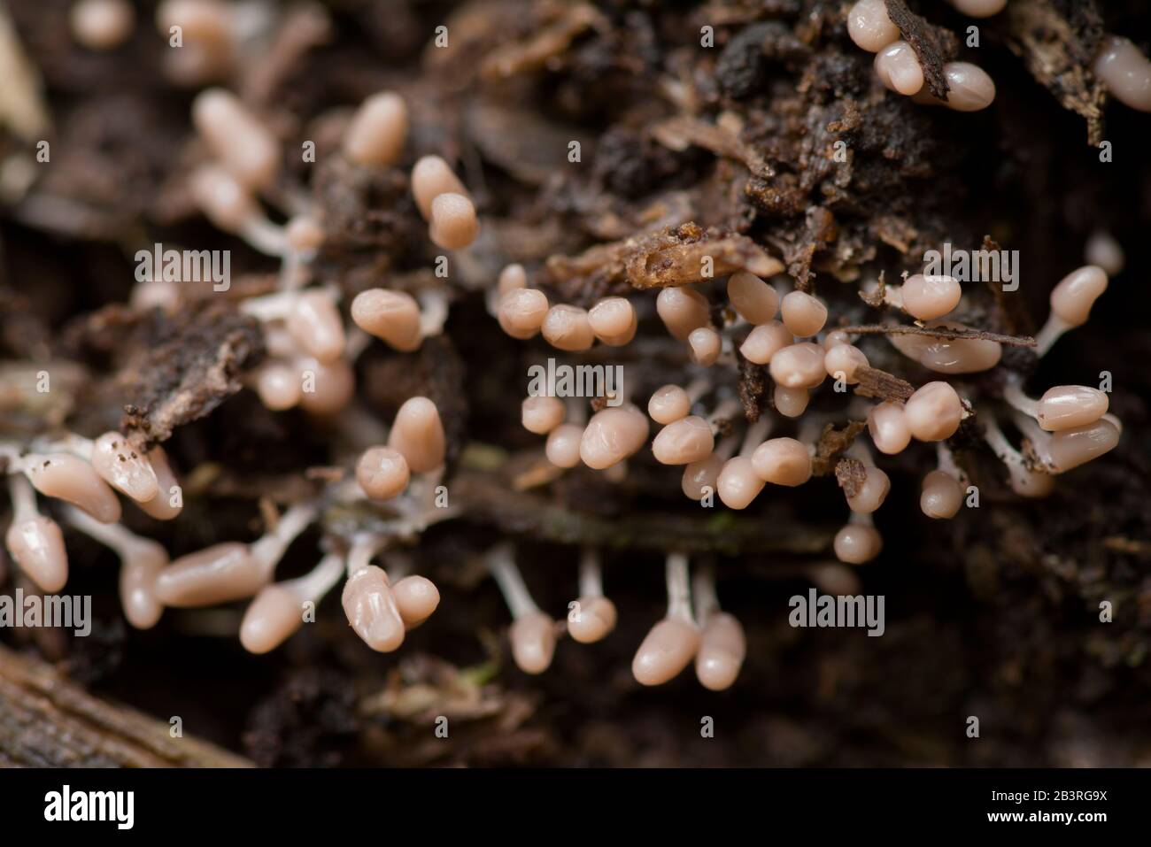 Carnival Candy slime mould (Arcyria denudata) fruiting bodies in their early stage of development on rotting wood. Stock Photo