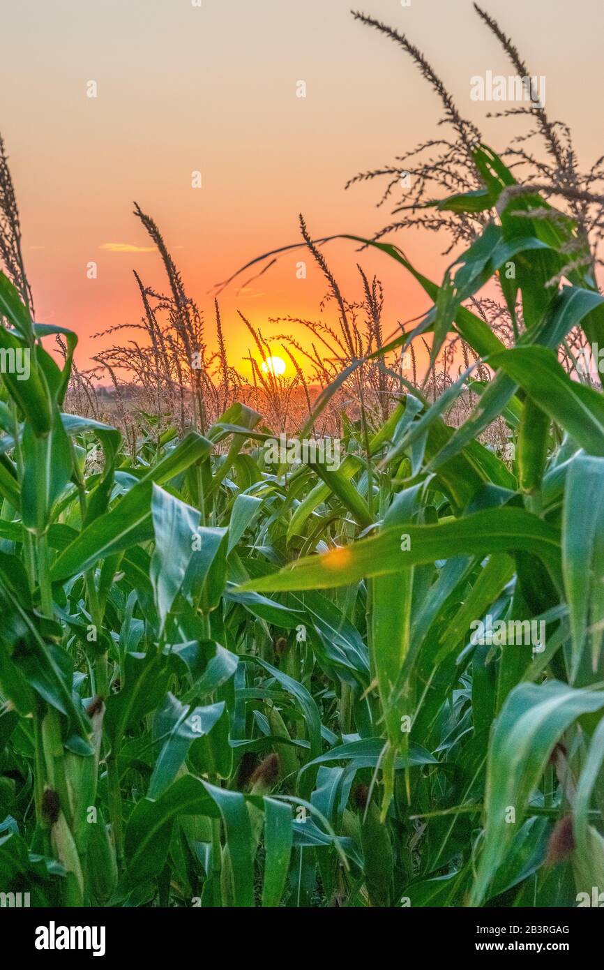 Beautiful green corn field at sunset. Corn field at sunset with beautiful  sky. Organic Corn field at sunset Stock Photo - Alamy
