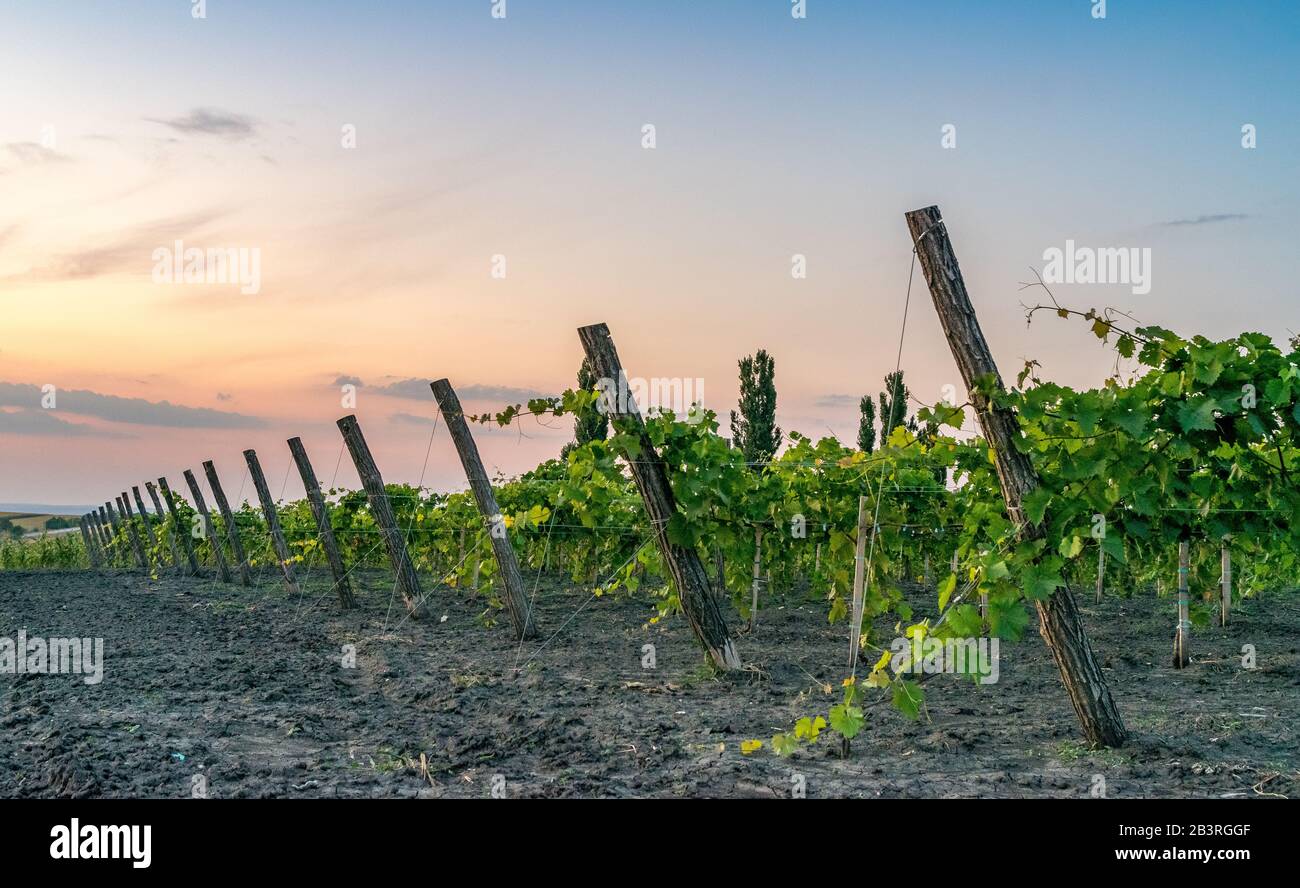 Beautiful Vineyard rows at sunset with trees in the background in Europe. Vineyards at sunset with beautiful sky. Stock Photo