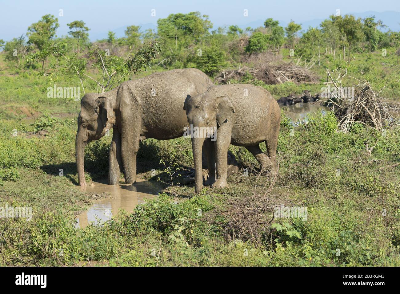 Udawalawe, Sri Lanka: National Park Asian Elephants many rehabilitated from sanctuary. Stock Photo