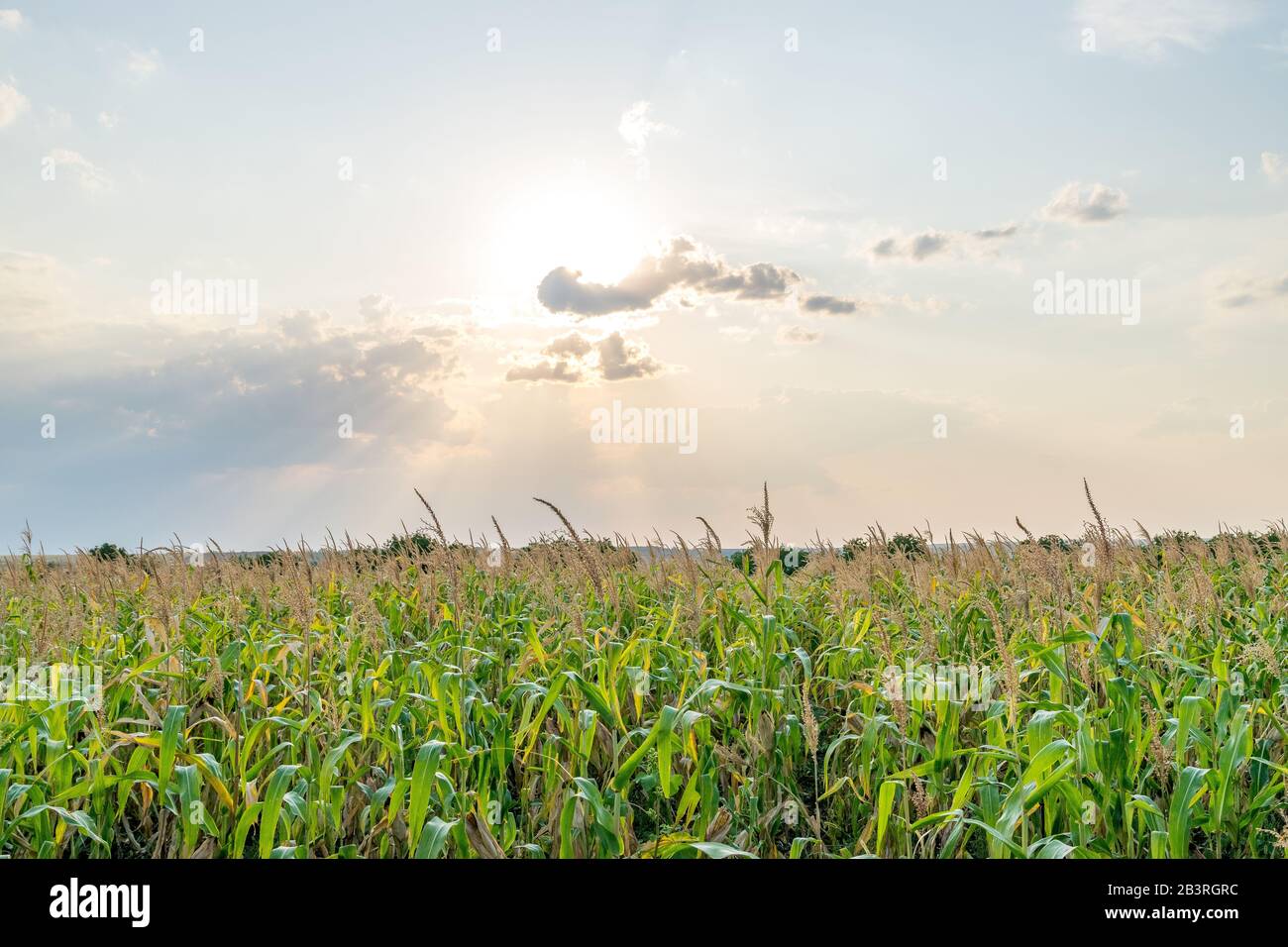 Beautiful green corn field on a sunny summer day with blue sky and ...