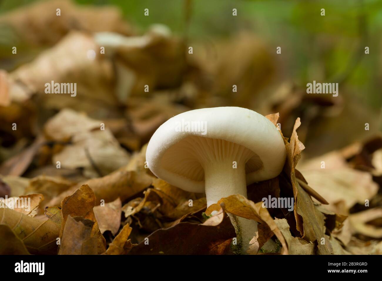 The miller (Clitopilus prunulus) mushroom growing in leaf litter on a woodland floor. Also known as the sweetbread mushroom Stock Photo