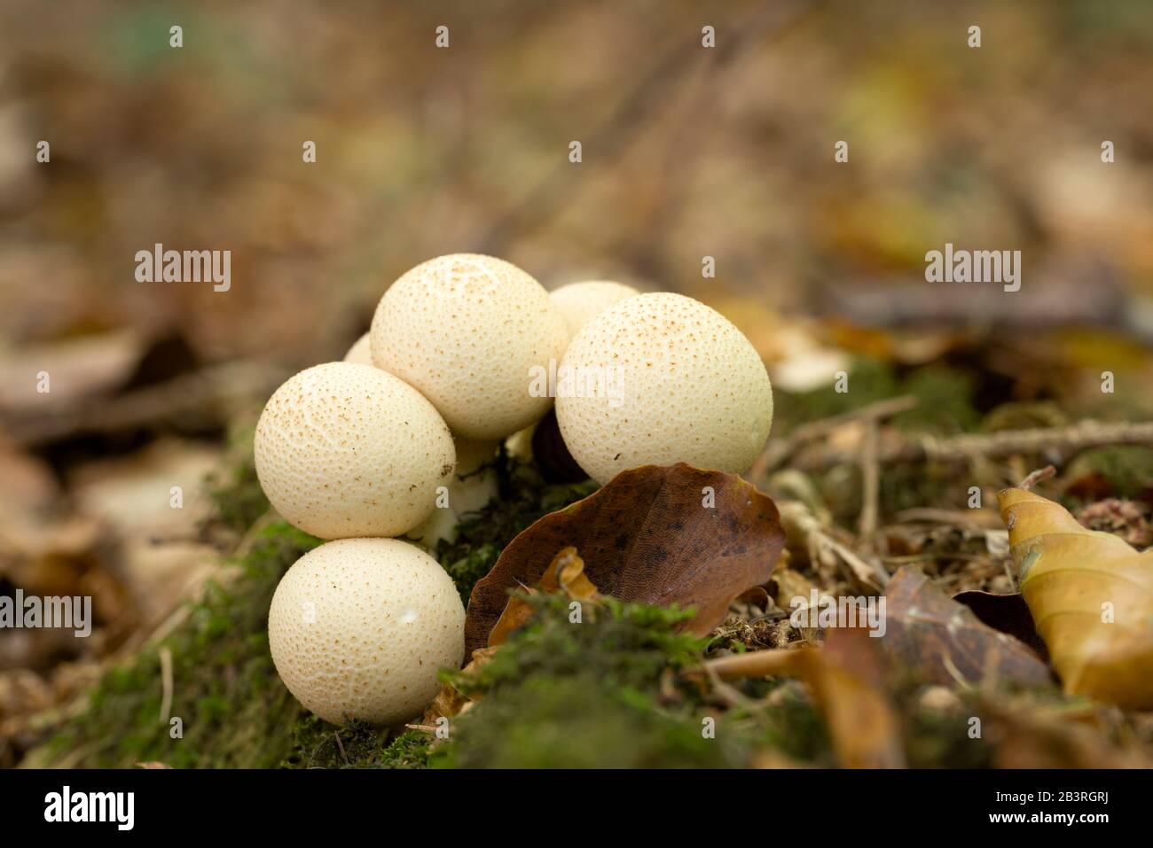 Stump Puffball (Lycoperdon pyriforme) mushrooms growing on dead wood in leaf litter. Also known as Pear-shaped Puffball. Stock Photo