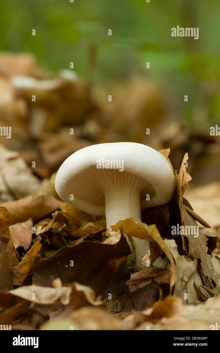 The miller (Clitopilus prunulus) mushroom growing in leaf litter on a woodland floor. Also known as the sweetbread mushroom Stock Photo