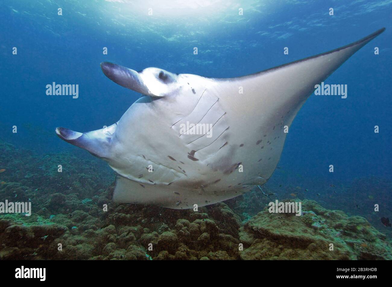 Unterwasserfotograf mantarochen hi-res stock photography and images - Alamy