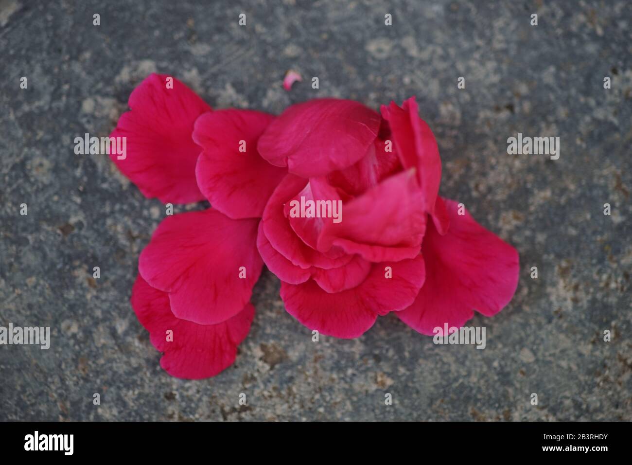 Border red roses rose petals hi-res stock photography and images - Alamy